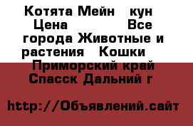 Котята Мейн - кун › Цена ­ 19 000 - Все города Животные и растения » Кошки   . Приморский край,Спасск-Дальний г.